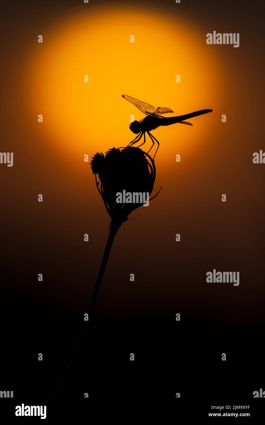 Un'immagine di silhouette di una libellula contro l'alba , Camargue, Francia Foto Stock