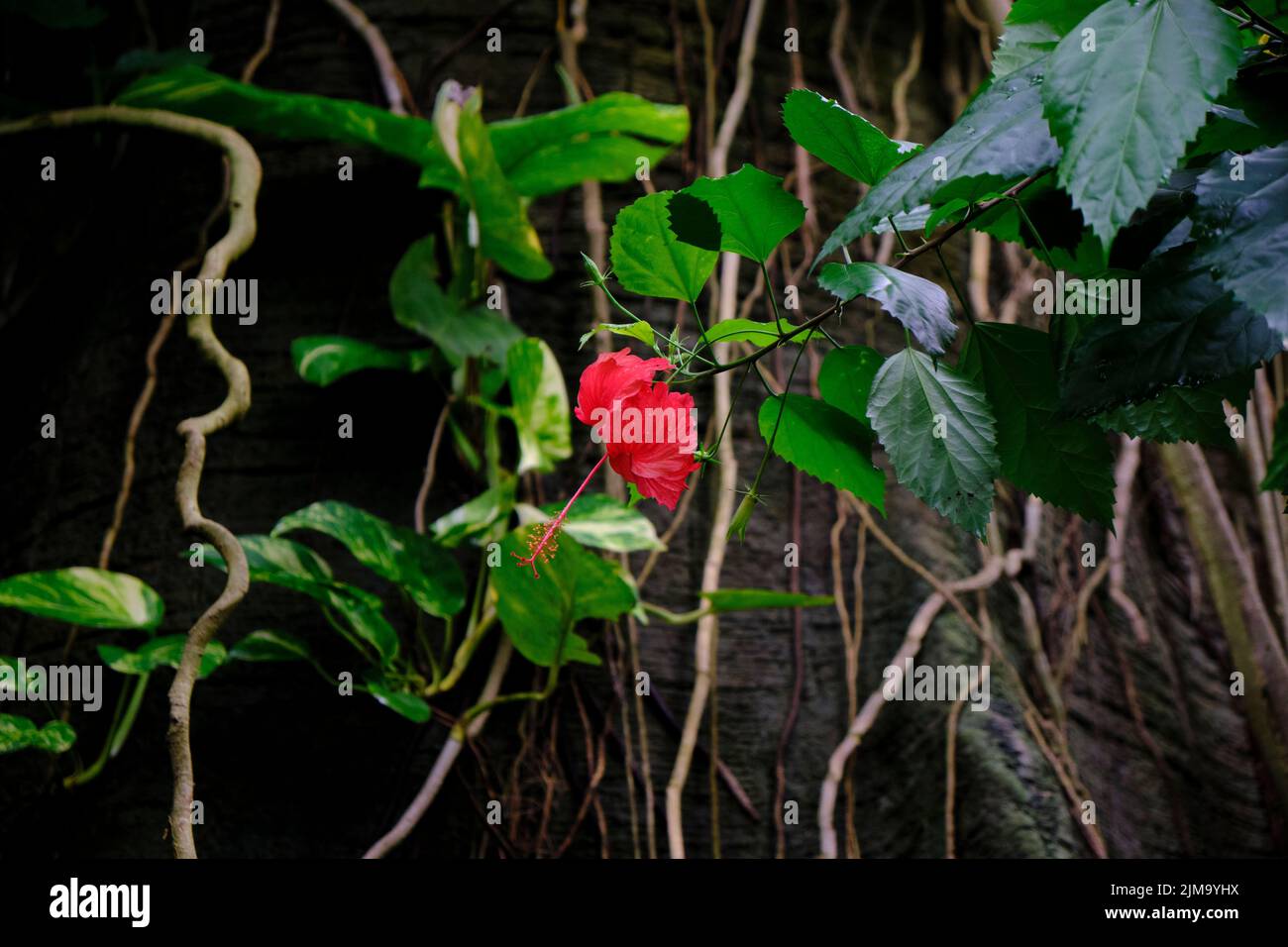 Un bel fiore di ibisco cinese circondato da piante tropicali della giungla Foto Stock