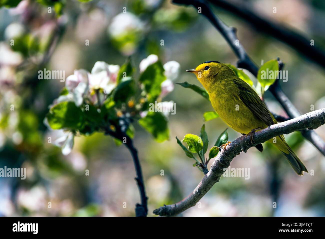 Un uccello warbler di Wilson arroccato su un albero in fiore Foto Stock