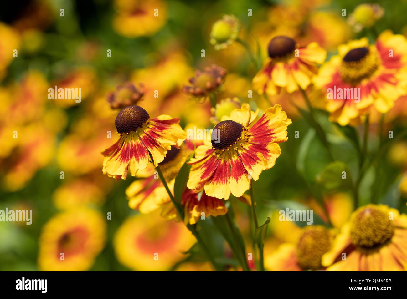 Un fiore di elio giallo-rosso nel giardino Foto Stock