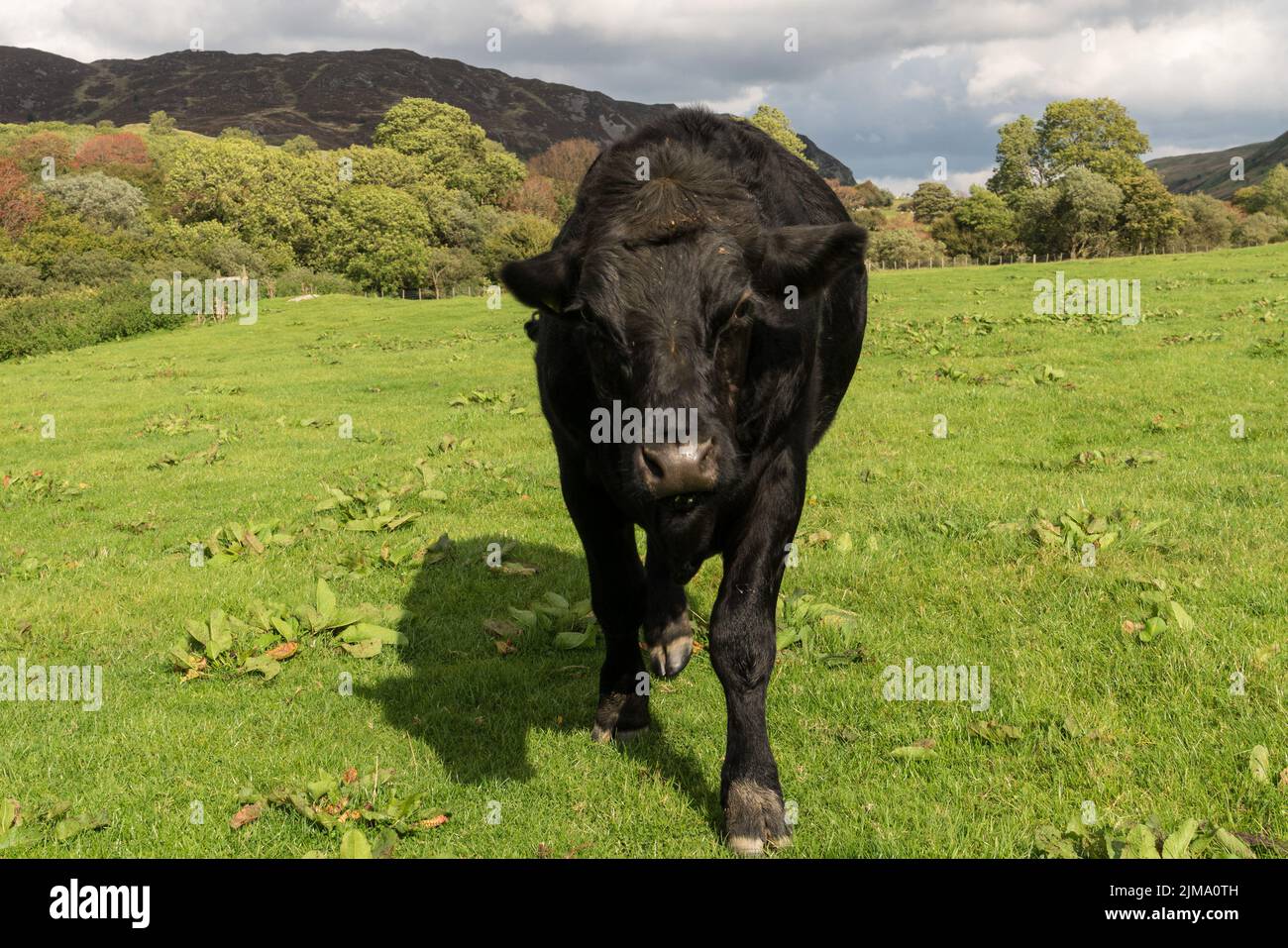 Minaccioso mucca nera o bullock che arriva alla fotocamera Foto Stock