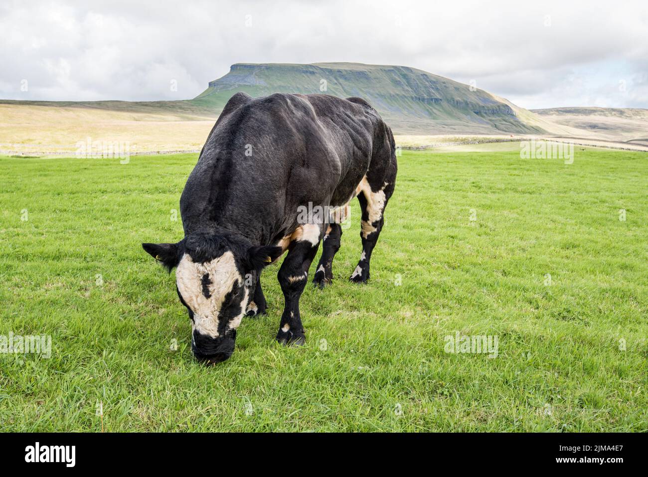 Ben muscoloso toro pascolo in un campo sotto Pen-y-Ghent, una cima di 2000 piedi (più) nel Parco Nazionale Yorkshire Dales. Foto Stock