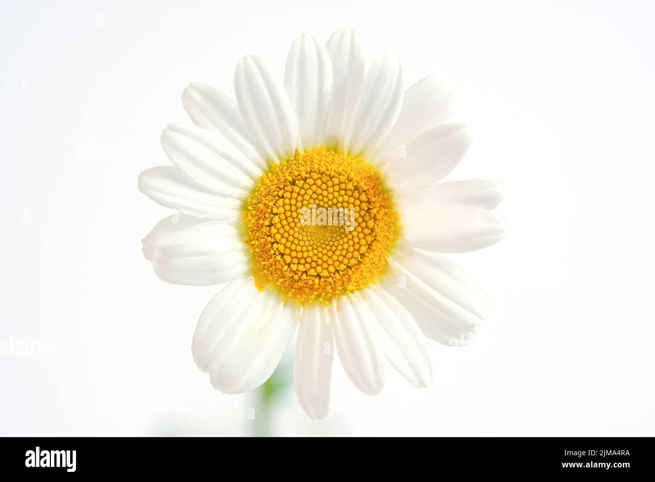 Macro camomilla. Un bel fiore bianco delicato con un nucleo giallo primo piano. Simmetria il concetto della sezione dorata macrofotografia dei colori. Foto Stock