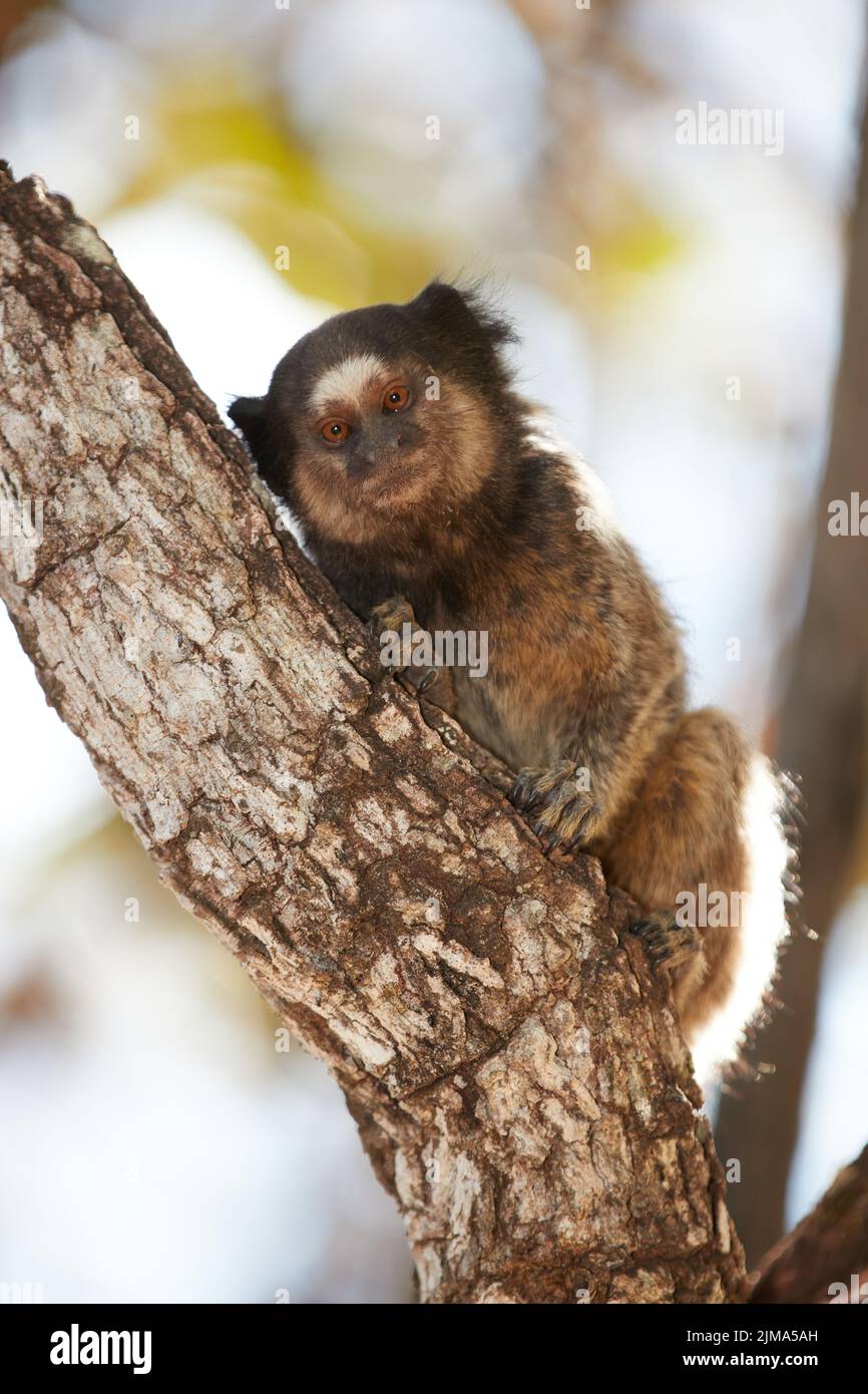Primate selvaggio della foresta del Brasile Foto Stock