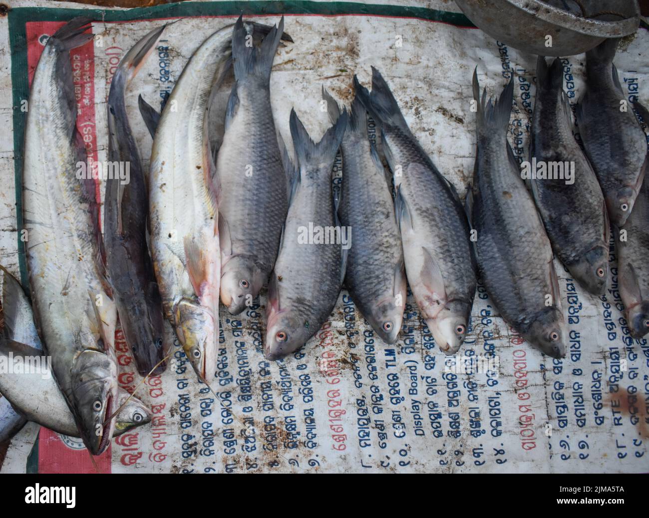 Primo piano delle varietà di pesce appena raccolte che vendono in un mercato locale di Chhattisgarh Foto Stock