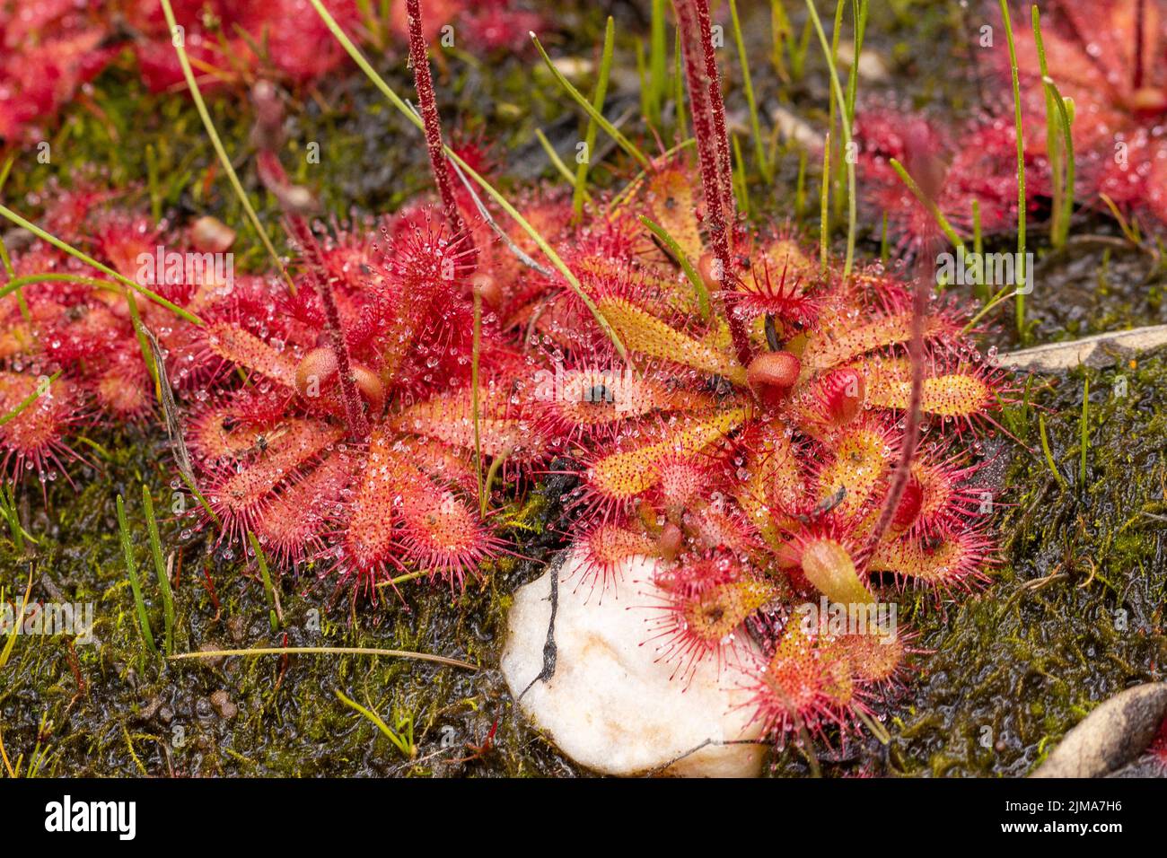 Primo piano di una specie di rugiada rosetta rossa (Drosera sp.) catturata nell'habitat naturale dell'altopiano di Bokkeveld, nel Capo settentrionale del Sudafrica Foto Stock