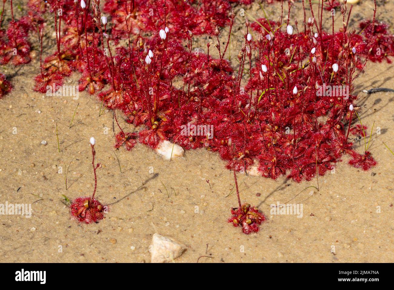 Gruppo di drosera rossa (una pianta carnivora) con fiori bianchi che crescono in habitat sabbioso vicino Nieuwoudtville in Sud Africa, vista dall'alto Foto Stock