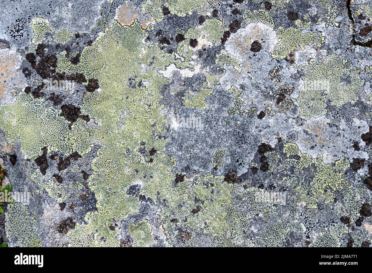 Superficie rocciosa con lichene Foto Stock