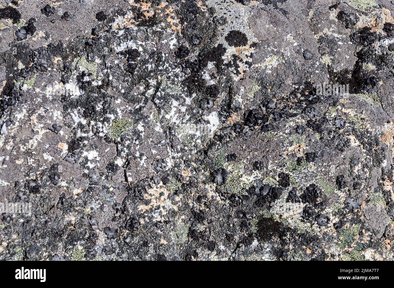 Superficie rocciosa grigia con lichene Foto Stock