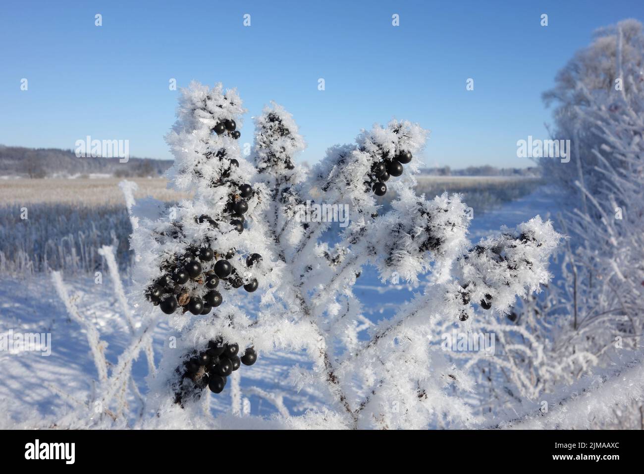 Cristalli di neve sulle bacche Foto Stock