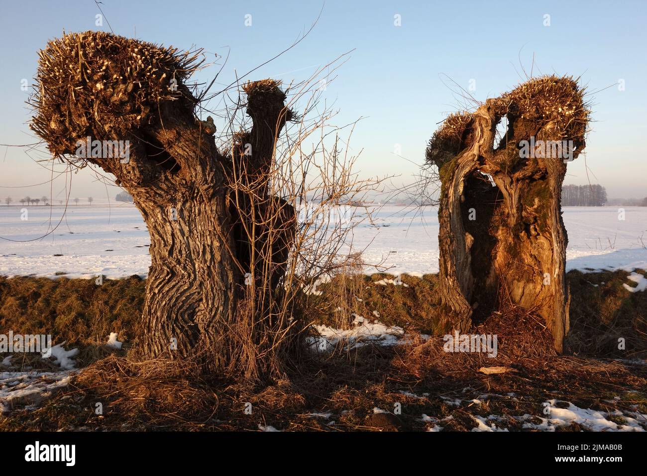 Pascoli in inverno Foto Stock