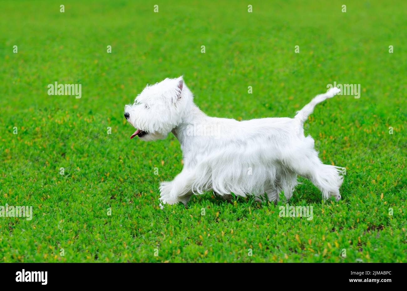 West highland bianco terrier cane che corre su erba verde Foto Stock