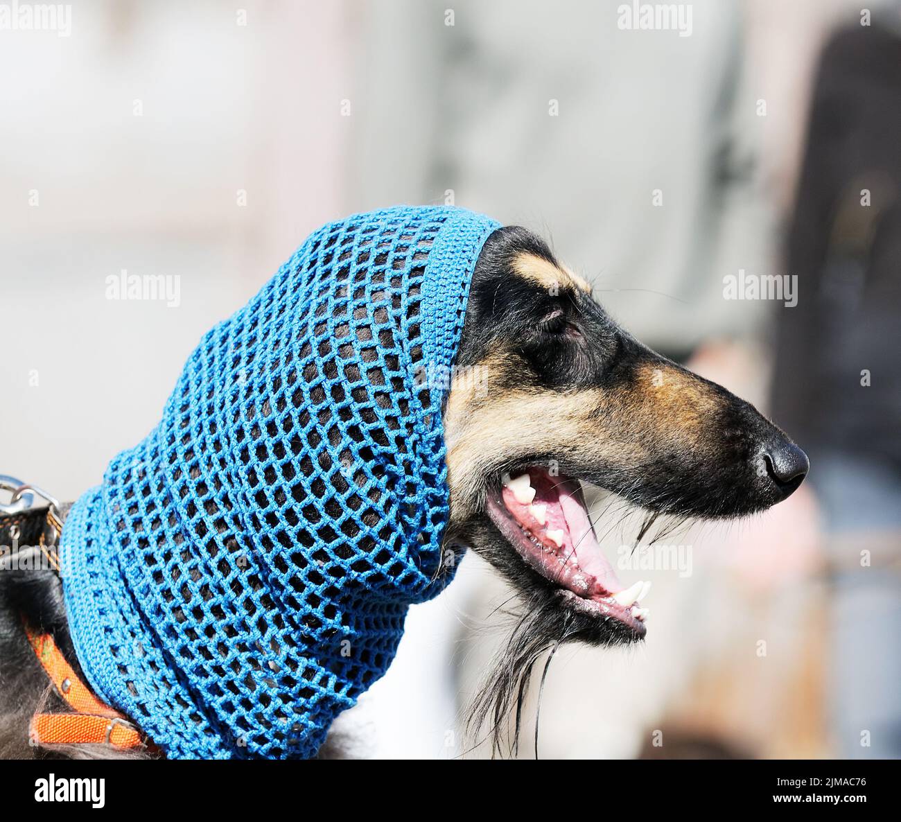 Afghan borzoi cane ritratto esterno su sfondo sfocato Foto Stock