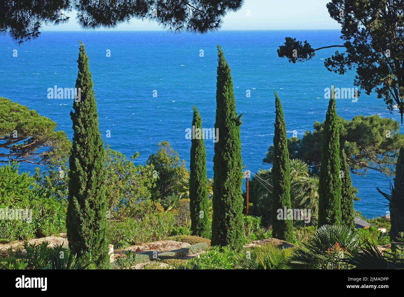 Cipressi nel giardino botanico Marimurtra, Blanes, Costa Brava, Spagna Foto Stock
