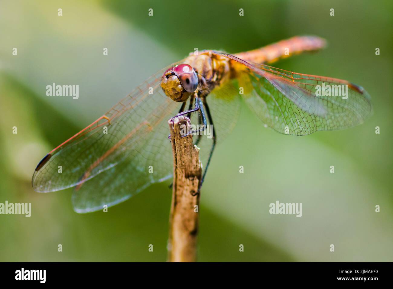 Dragonfly sfondo verde Foto Stock