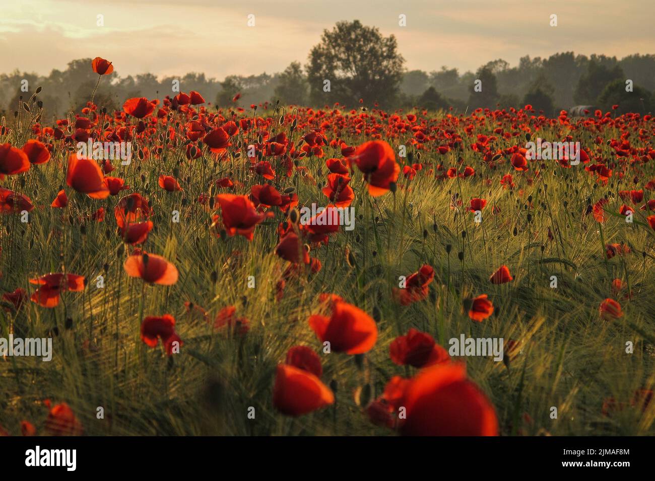 Campo di mais con papaveri Foto Stock