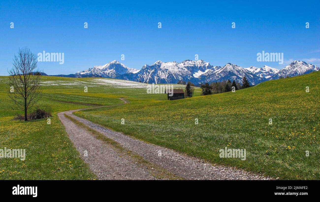 Prato primaverile in Baviera - AllgÃ¤u Foto Stock