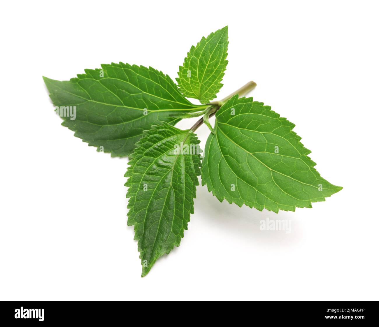 Patchouli (Pogostemon cablin ), ingrediente di profumeria isolato su sfondo bianco Foto Stock