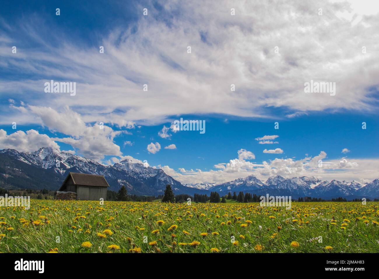 Prato primaverile in Baviera - AllgÃ¤u Foto Stock