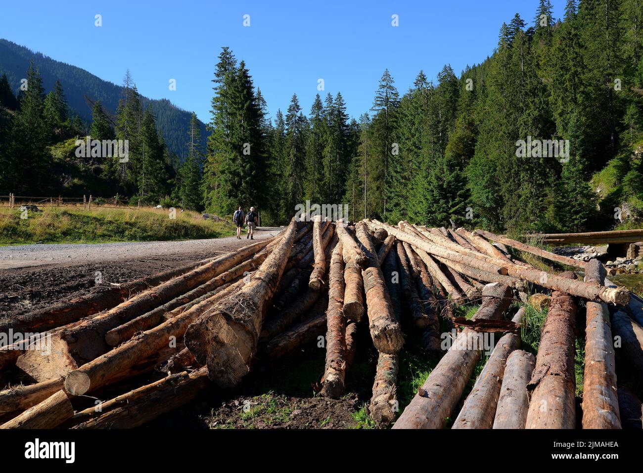 Tronchi di legno nella valle di Chocholowska, Tatra occidentale, Polonia Foto Stock