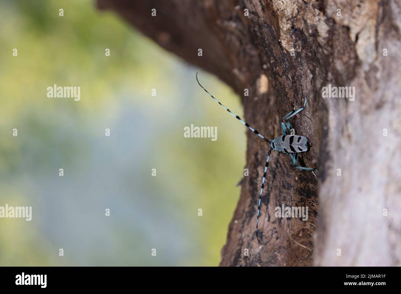 Insetto blu con tastatori lunghi, Rosalia alpina, scarabeo Longhorn, Rosalia longicorn. Foto Stock