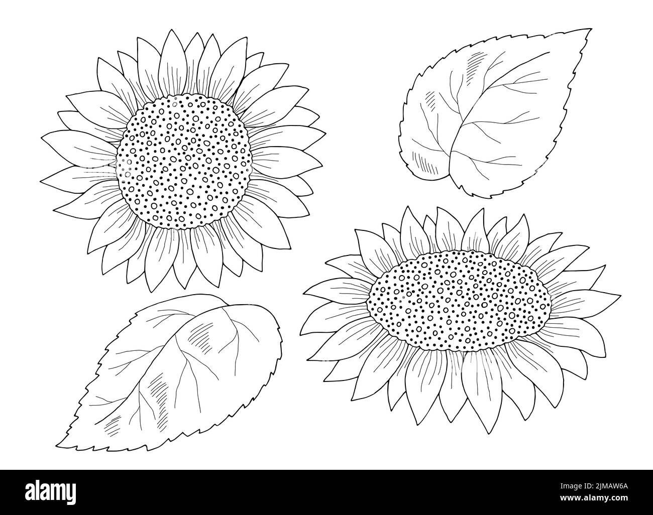 Girasole isolato fiore grafico bianco nero disegno vettore illustrazione Illustrazione Vettoriale