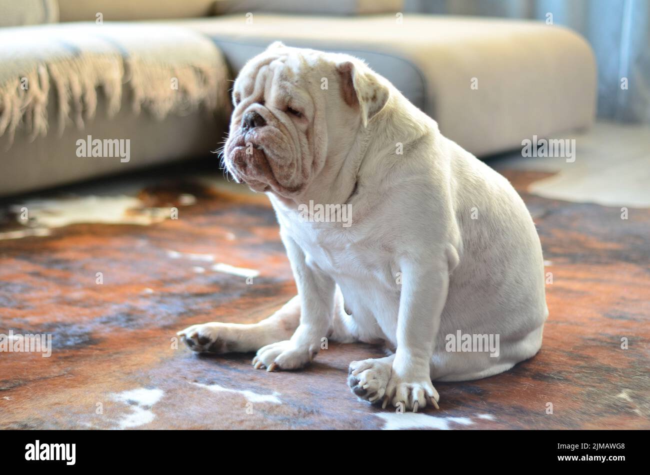 Carino bianco inglese bulldog seduto su tappeto Foto Stock