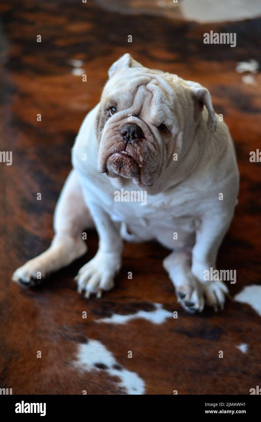 Carino bianco inglese bulldog seduto su tappeto Foto Stock