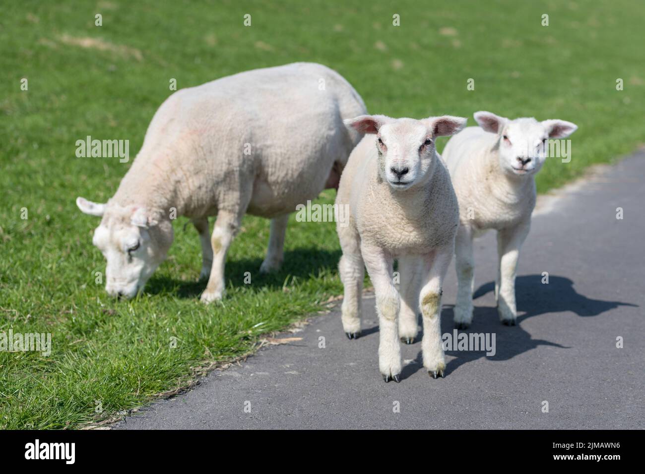 Pecora e due agnelli su un pendio in terrapieno Foto Stock
