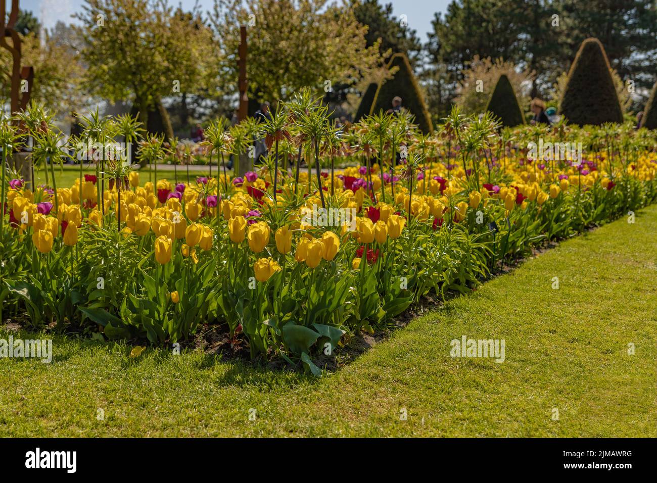 Tulipano Foto Stock