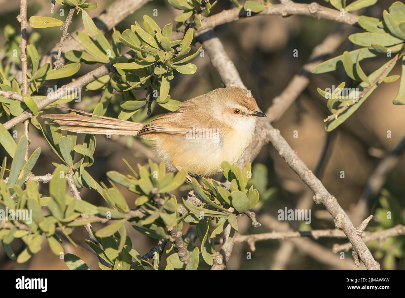 prinia a chested nero, flavicans Prinia, adulto singolo in piedi sulla vegetazione corta, Parco Nazionale Etosha, Namibia Foto Stock