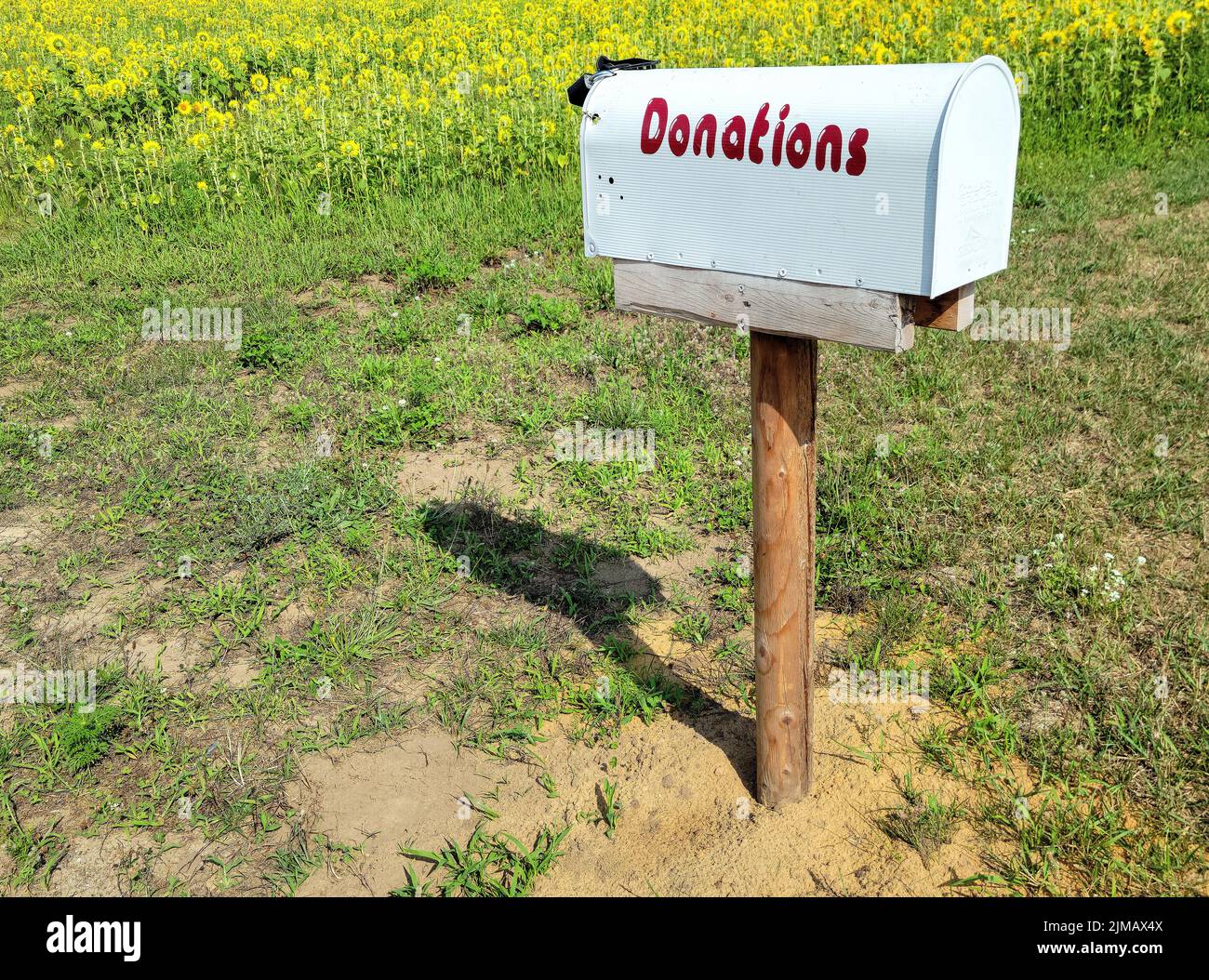 Simbolo rosso di donazione su una cassetta postale bianca su un palo di legno da un campo di girasole Foto Stock