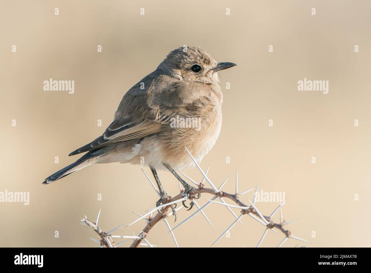 chat flycatcher, Melaenornis infuscatus, singolo adulto arroccato su Bush, Etosha National Park, Namibia Foto Stock