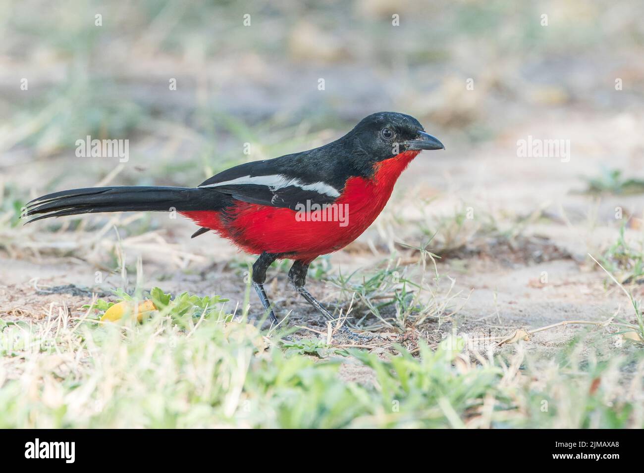 Gamberi alla brace di crimson, Laniarius atrococcineus, singolo adulto in piedi su vegetazione corta, Parco Nazionale di Etosha, Namibia Foto Stock