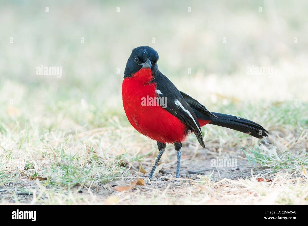 Gamberi alla brace di crimson, Laniarius atrococcineus, singolo adulto in piedi su vegetazione corta, Parco Nazionale di Etosha, Namibia Foto Stock