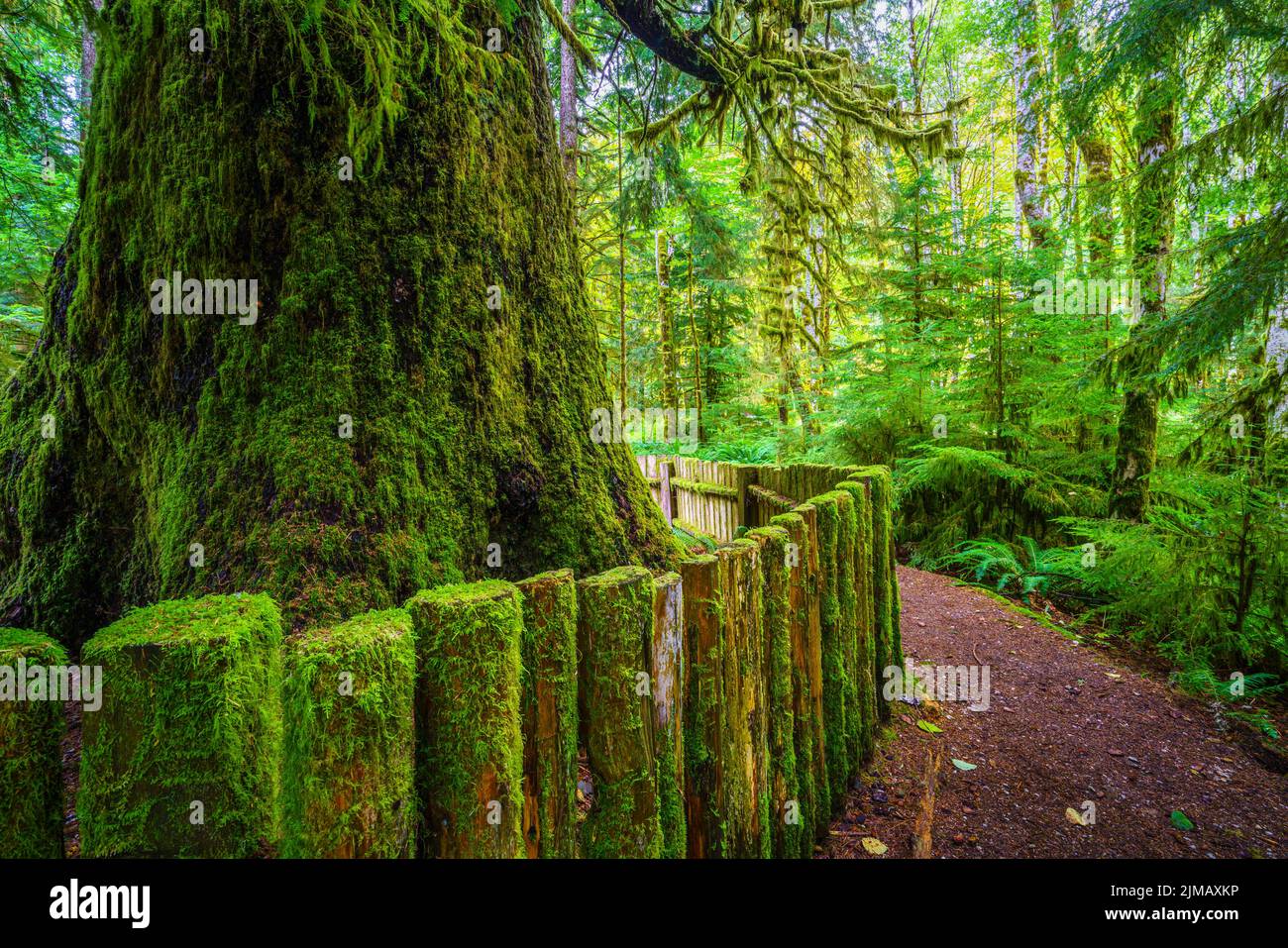 La massiccia tronco della antica Sitka Spruce albero a Harris Creek in British Columbia Foto Stock