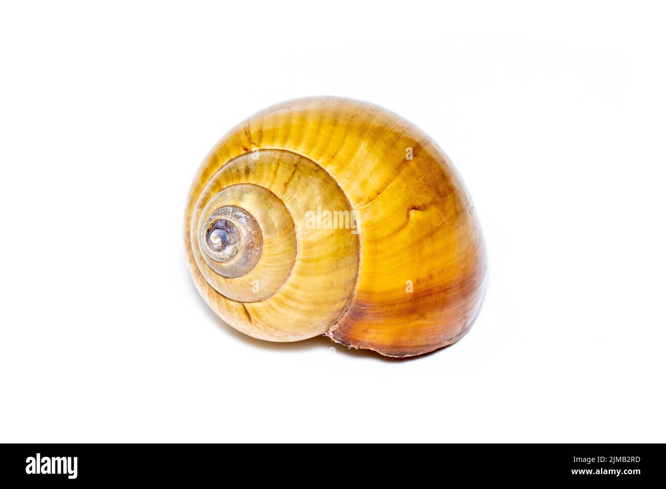 Immagine di una conchiglia marina a spirale marrone su sfondo bianco. Animali sottomarini. Conchiglie marine. Foto Stock