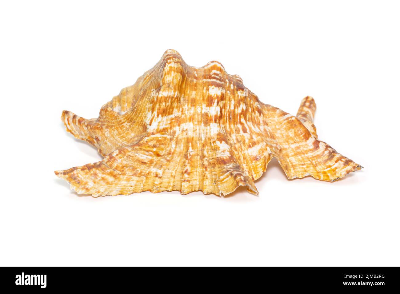 Immagine della conchiglia di mare lambis truncata sowerbyi su sfondo bianco. Conchiglie marine. Animali sottomarini. Foto Stock