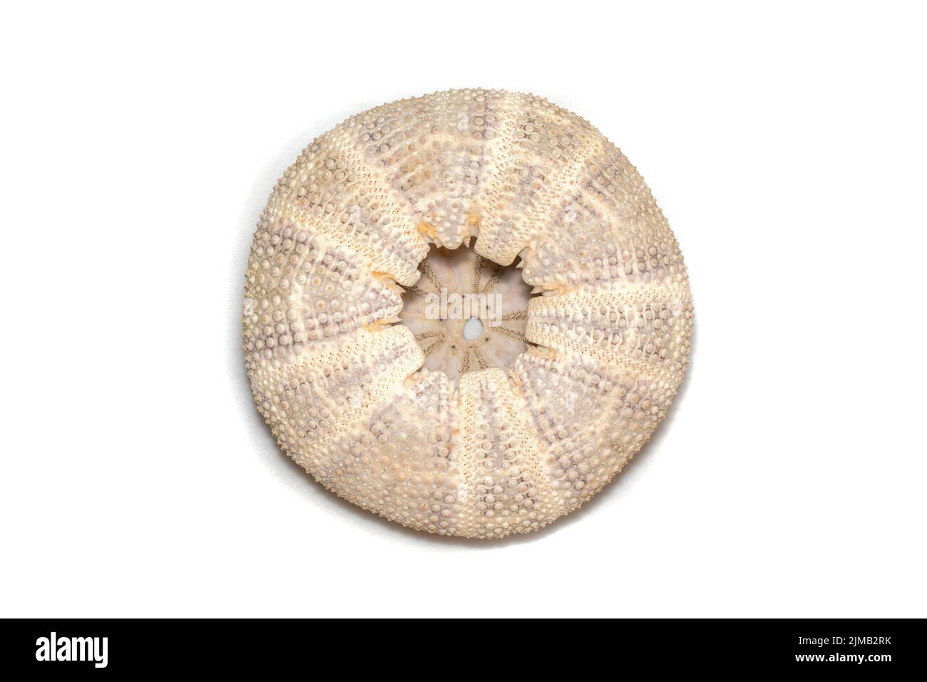 Immagine di Sea Urchin Shell su sfondo bianco. Conchiglie marine. Animali sottomarini. Foto Stock
