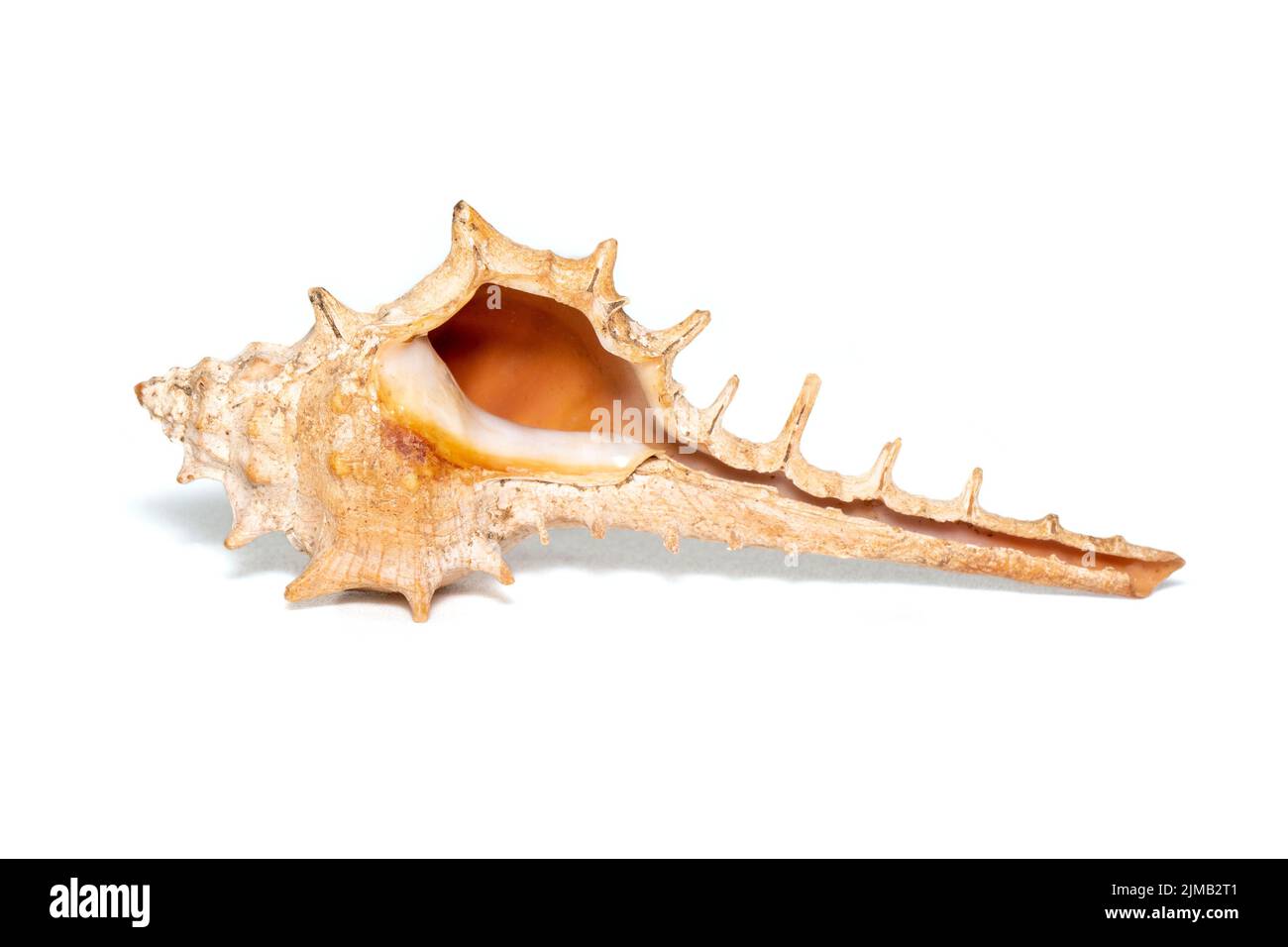 Immagine della conchiglia toracica su sfondo bianco. Animali sottomarini. Conchiglie marine. Foto Stock