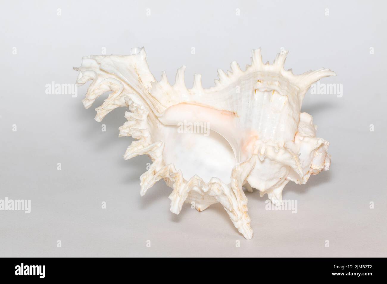 Immagine del chicoreus ramosus seashell su sfondo bianco. Conchiglie marine. Animali sottomarini. Foto Stock