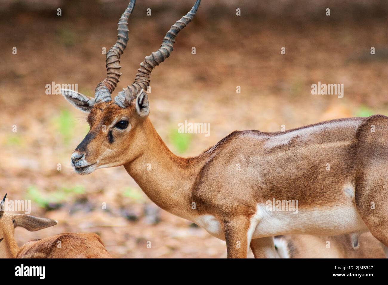 Cervi allo Zoo Arignar Anna di Chennai, India Foto Stock