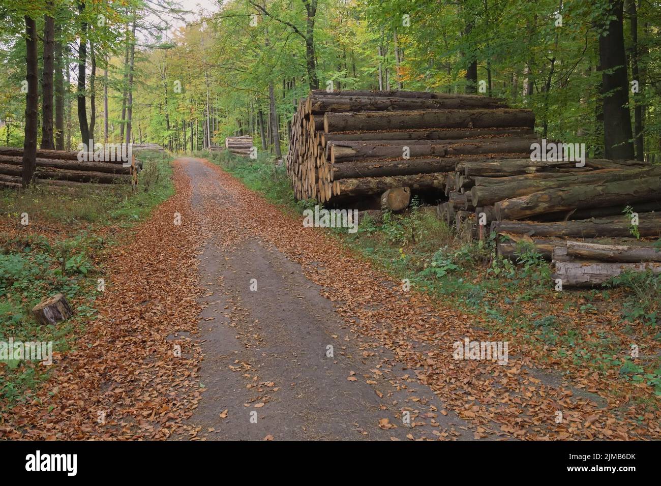 Deister - Autumnal percorso forestale con pali di legno, Germania Foto Stock