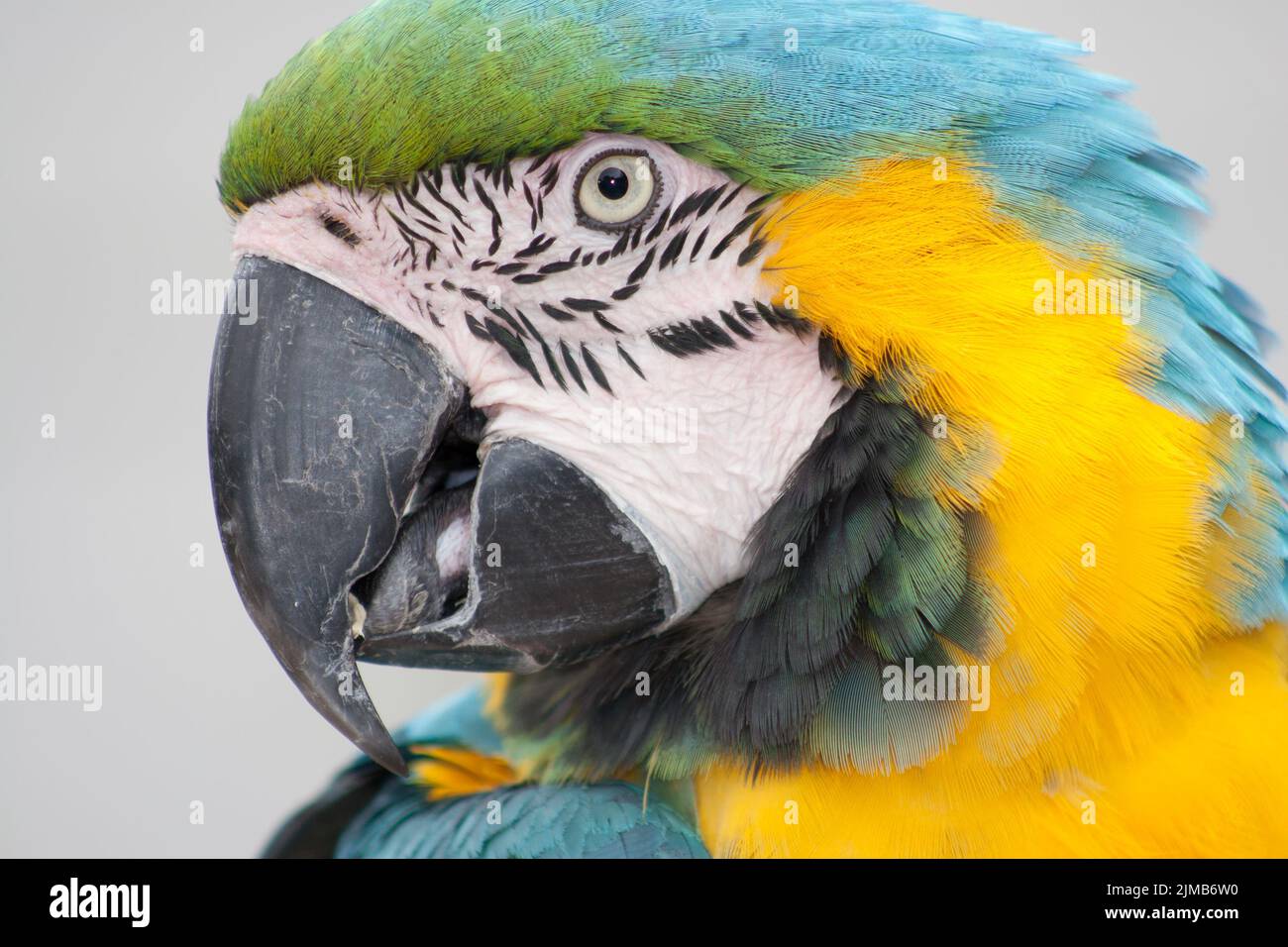 Macaw pappagallo testa close-up Foto Stock