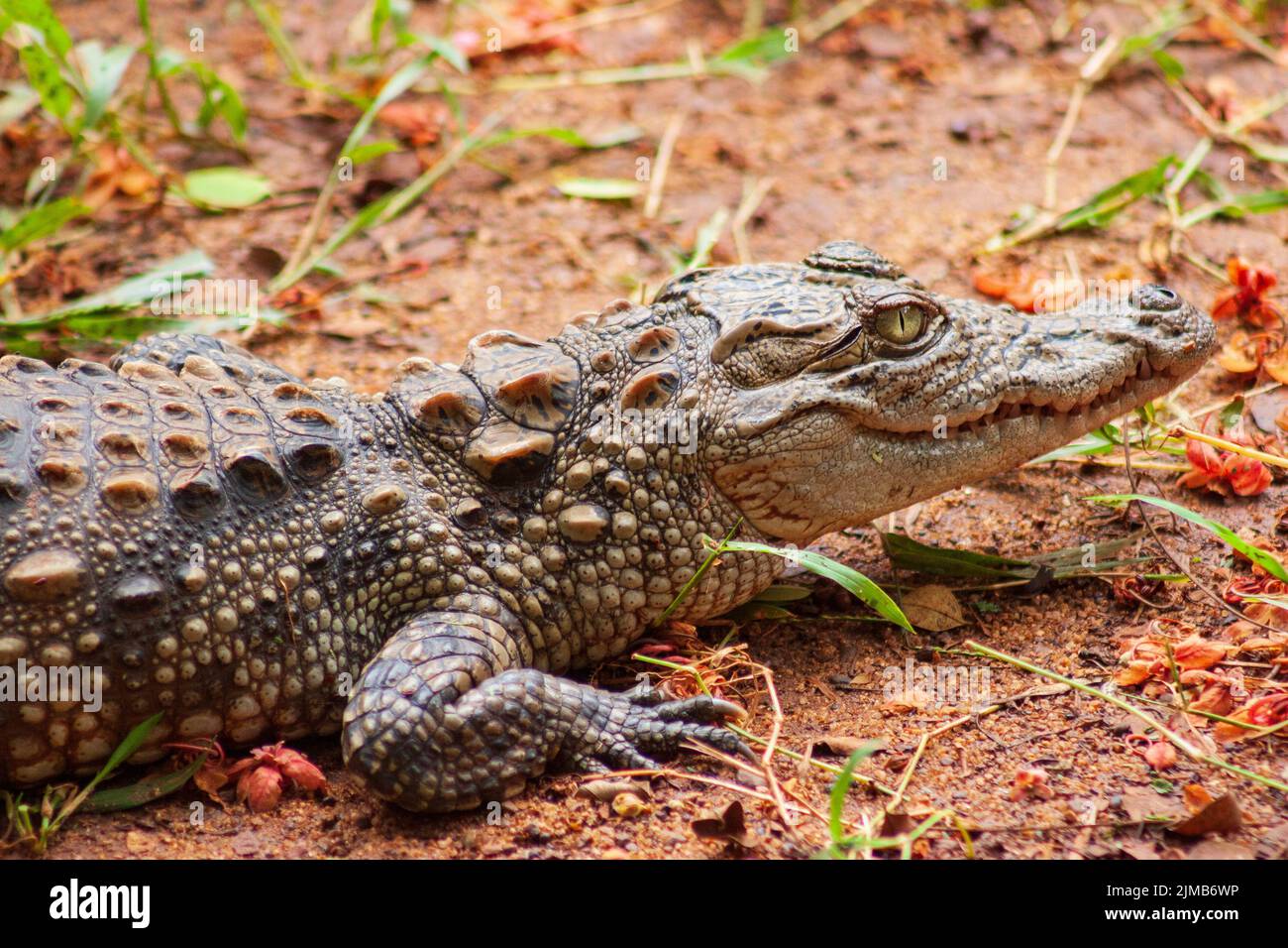 Coccodrillo che strisciano sul terreno allo Zoo di Arignar a Chennai, India Foto Stock