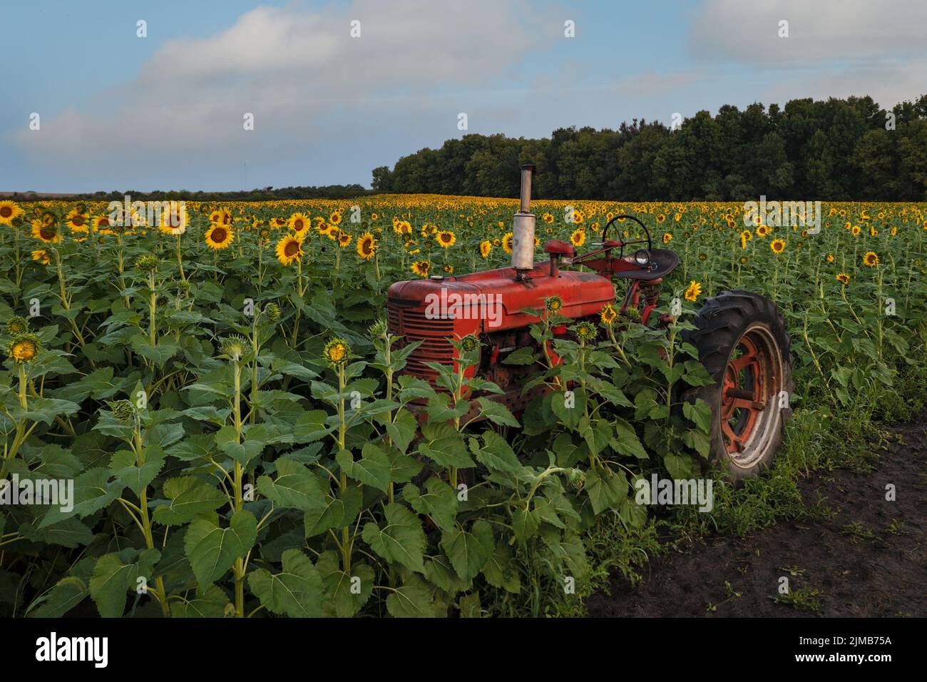 Red Tractor si trova in pieno campo di girasole - antenna drone Foto Stock