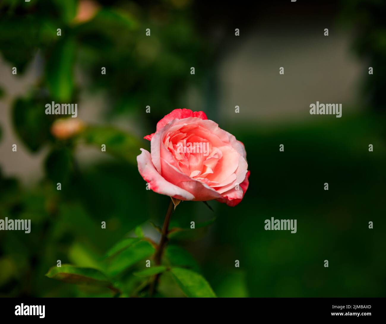 Grande rosa su sfondo verde scuro. Natura esterna macro foto autunnale Foto Stock