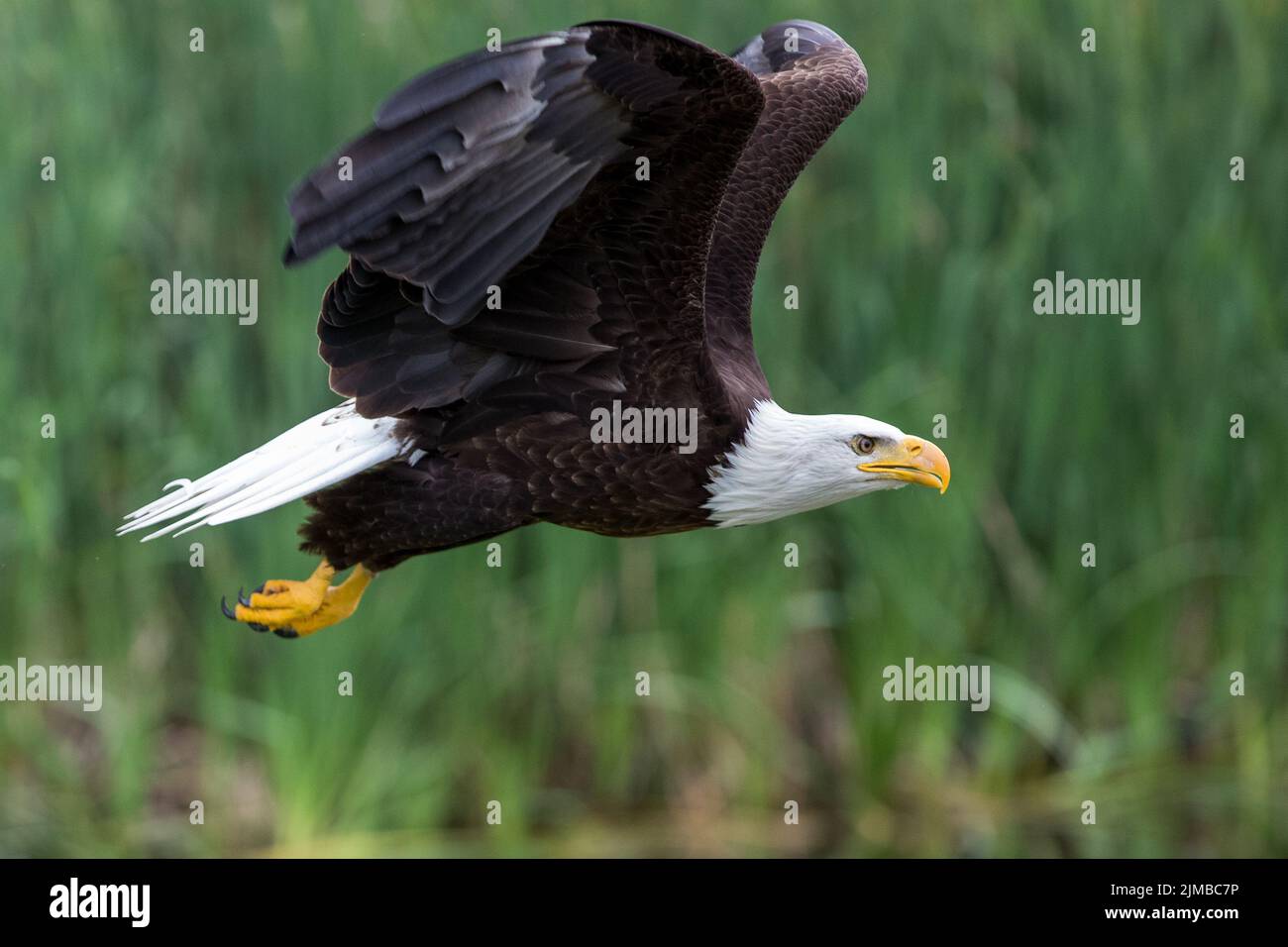 Un'aquila baldosa con ali aperte che volano sopra il campo verde Foto Stock