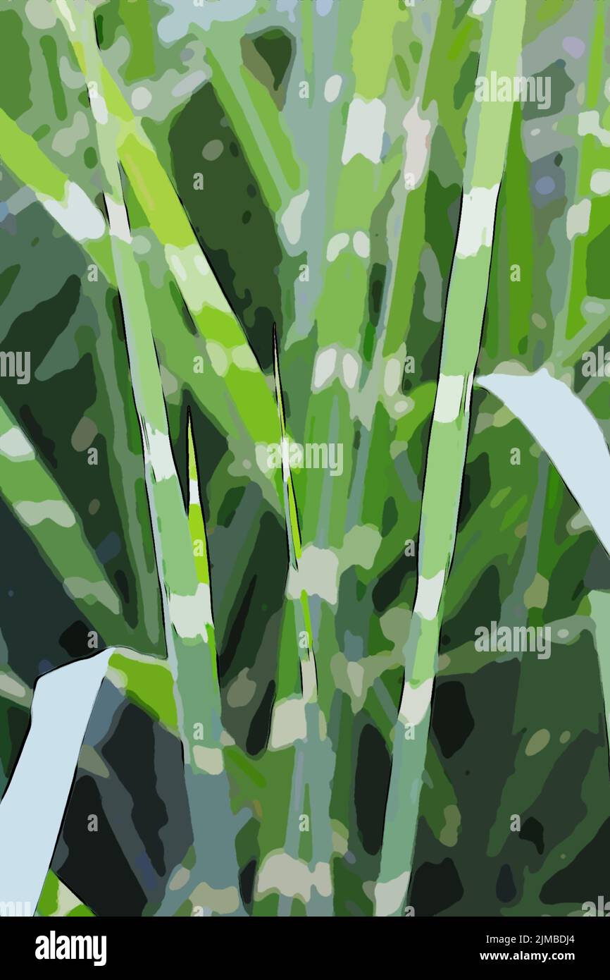 Erba ornamentale Foto Stock