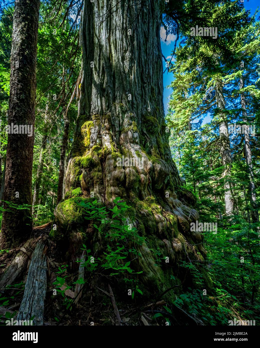 Uno scatto verticale di un antico cedro giallo a Dakota Ridge, Sunshine Coast, BC Canada Foto Stock